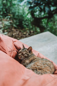 Cat sleeping on sofa