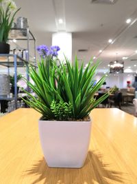 Close-up of potted plant on table at home