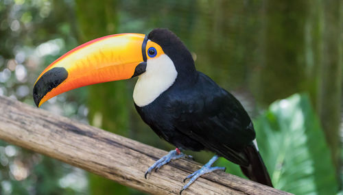 Close-up of bird perching on wood