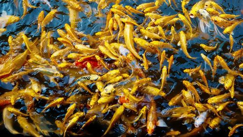 Close-up of fish underwater