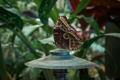 Close up shot of a brown butterfly perched on a lamp in a tropical garden