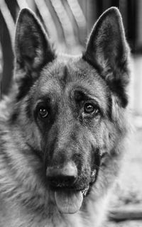 Close-up portrait of a dog