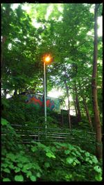 View of trees and street light
