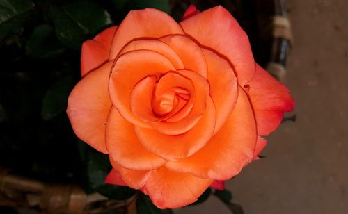 Close-up of orange rose blooming outdoors