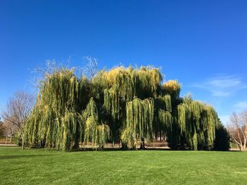 Trees on field against clear blue sky