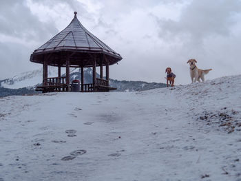 View of horses on snow covered land