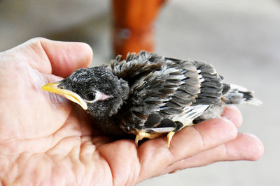 Close-up of a hand holding a bird