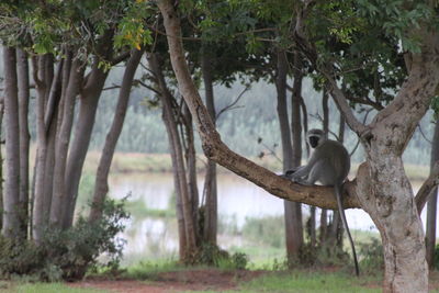 Monkey sitting on tree trunk