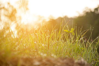 Low angle view of wet dew grass at sunrise