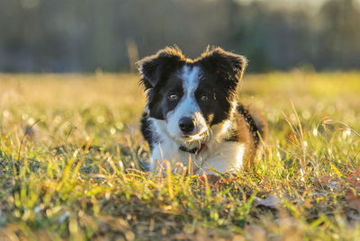 Portrait of border collie dog sitting on grassy field during sunset