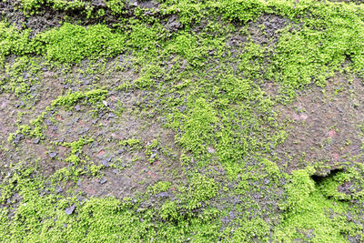 Full frame shot of moss growing on land