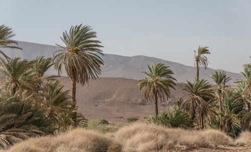 Palm trees in desert against sky