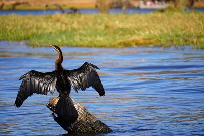 Bird drying its wings 