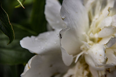 Close-up of insect on white flower