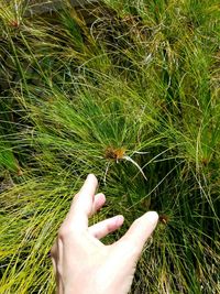 Close-up of hand on grass