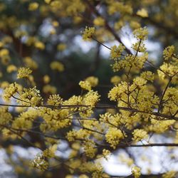 Low angle view of flowers on tree