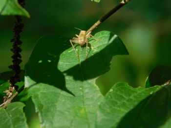 Close-up of insect on plant