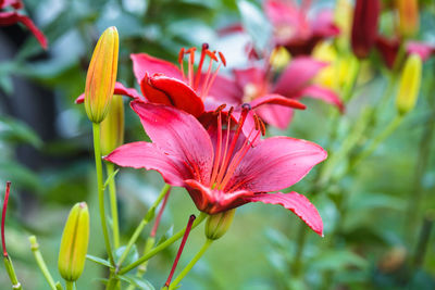 Close-up of pink flowering plant