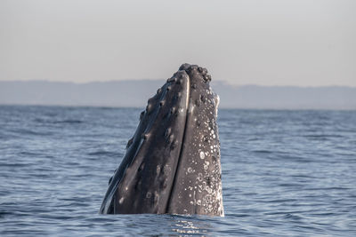 Whale swimming in sea