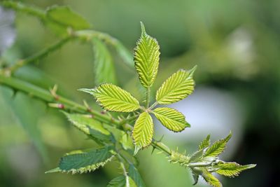 Close-up of green leaves