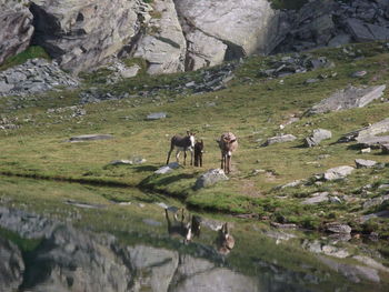 Horses standing in a rock