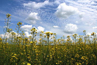 Crop on field against cloudy sky