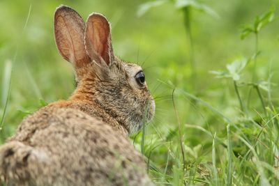 Close-up of rabbit on field