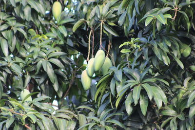 Close-up of green leaves