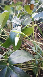 Close-up of a plant