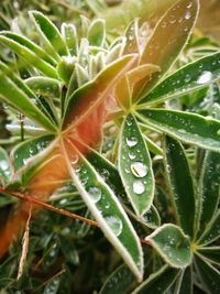 Close-up of wet plant