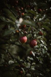 Close-up of fruits on tree