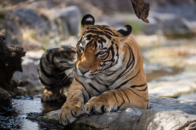 Tiger in a rock