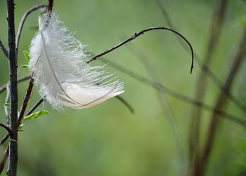 Close-up of feather on plant