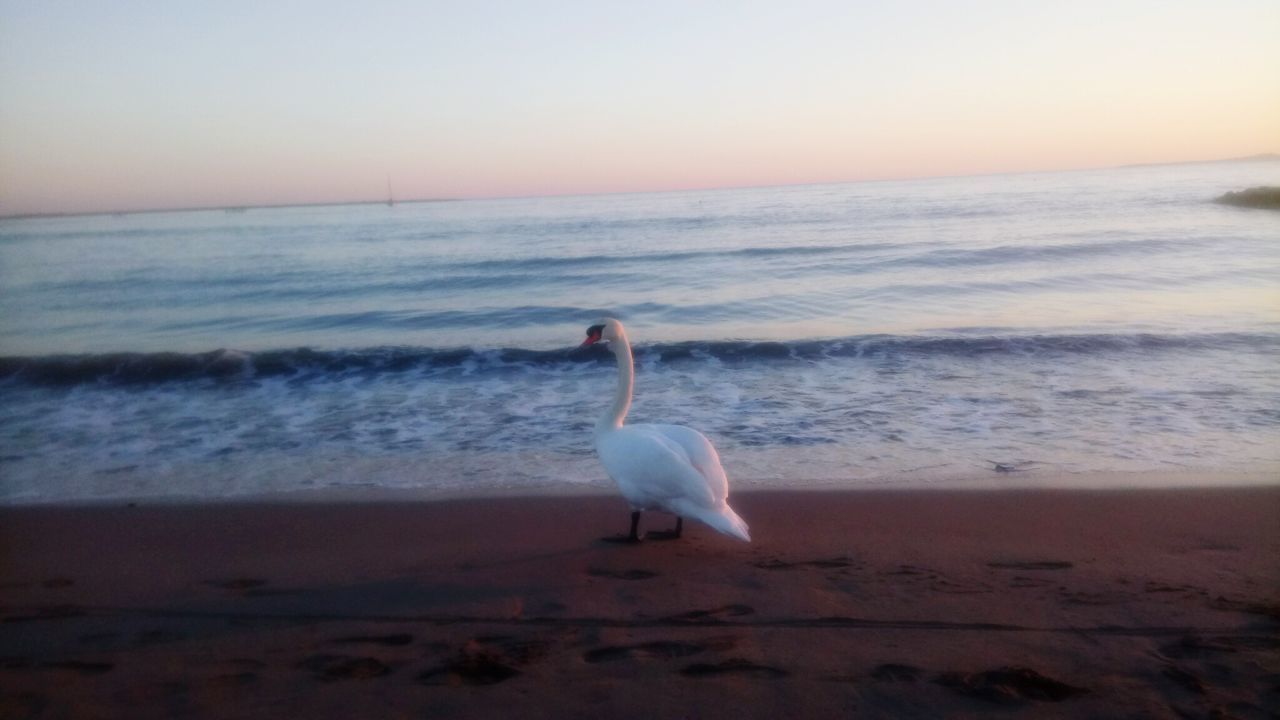 sea, bird, animal themes, beach, nature, one animal, water, horizon over water, animals in the wild, beauty in nature, sand, scenics, wave, outdoors, sea bird, no people, sky, day