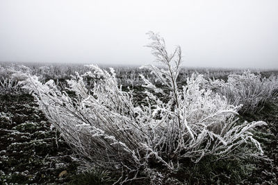 Plants growing on land against sky