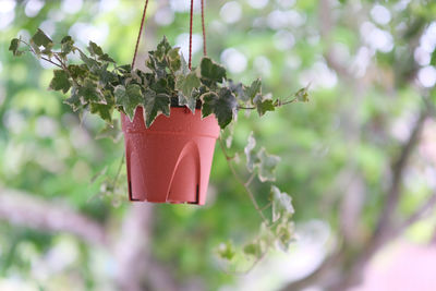 Close-up of potted plant hanging on tree