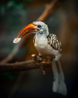 Close-up of a red billed hornbill eating