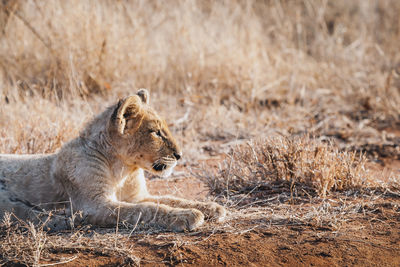 Close-up of lion cub on field