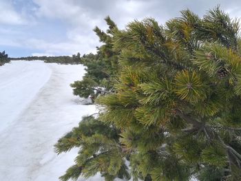 Pine trees on snow covered land against sky