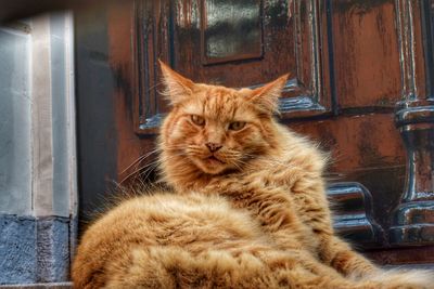 Close-up of ginger cat