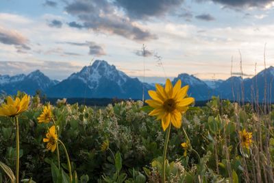 Close-up of yellow flowering plants on land against cloudy sky