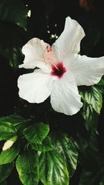 Close-up of white hibiscus blooming outdoors