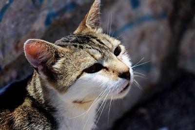 Close-up of a cat looking away