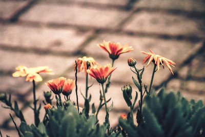 Close-up of flowering plant