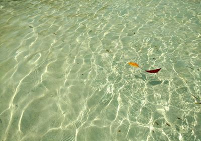 High angle view of person on beach