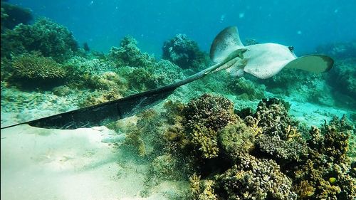 Coral swimming in sea
