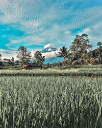 Crops growing on field against sky