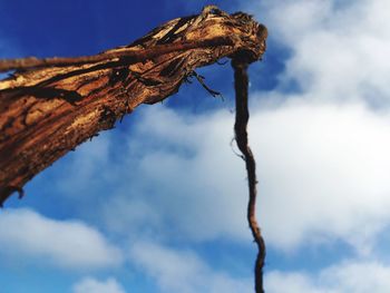 Low angle view of dead plant against sky
