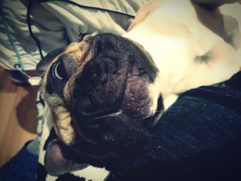 Close-up of dog sleeping