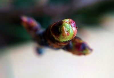 Close-up of caterpillar on flower